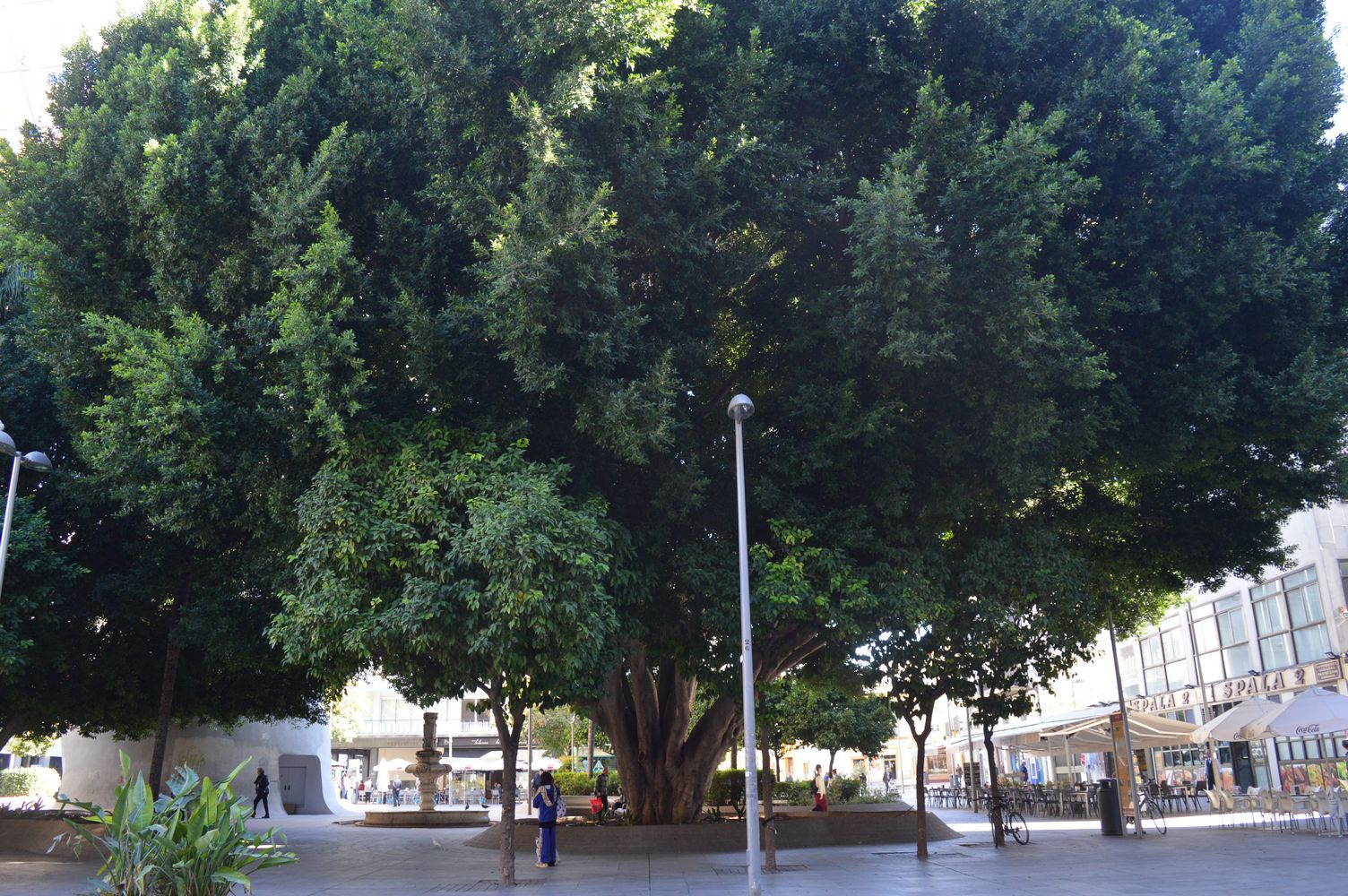 Arbre vénérable – 1K JPEG