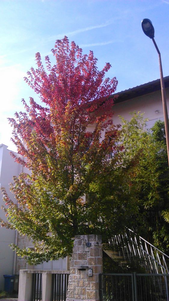 BURGERIANUM – 1K JPEG