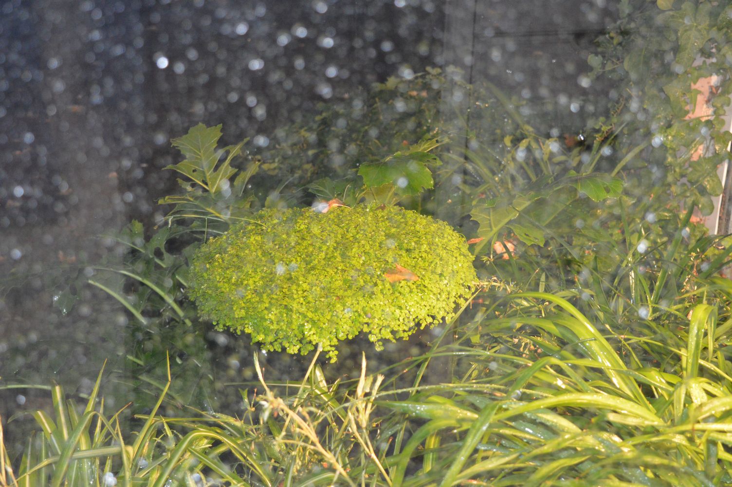 Helxine suspendue – 1K JPEG