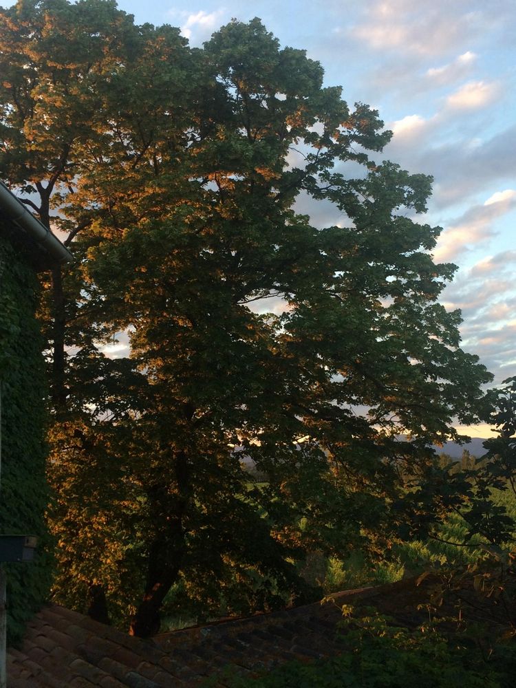 IMG_0806 – 1K JPEG