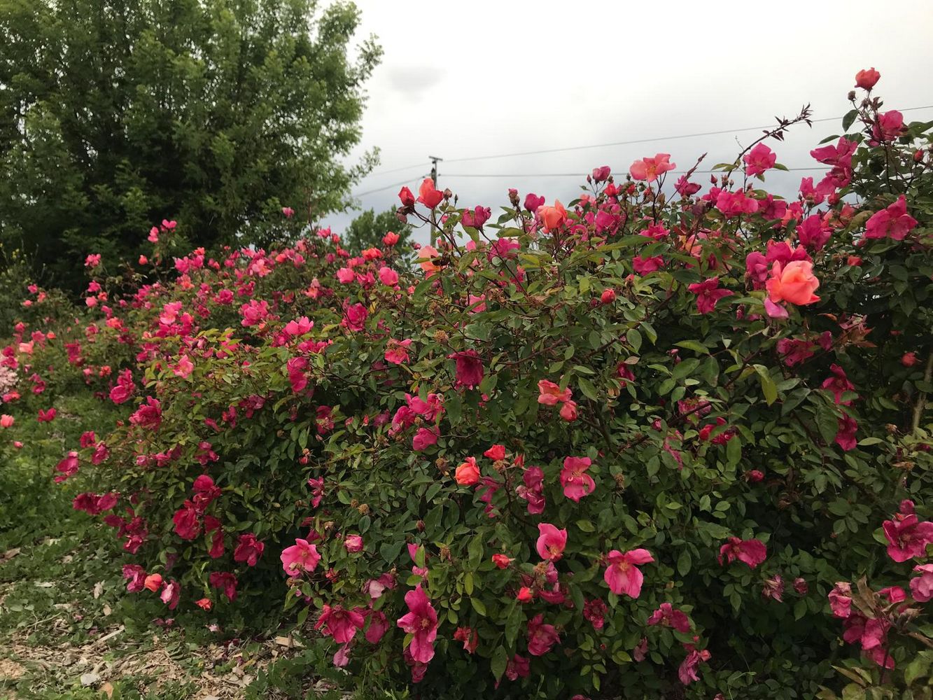 IMG_0985 – 1K JPEG