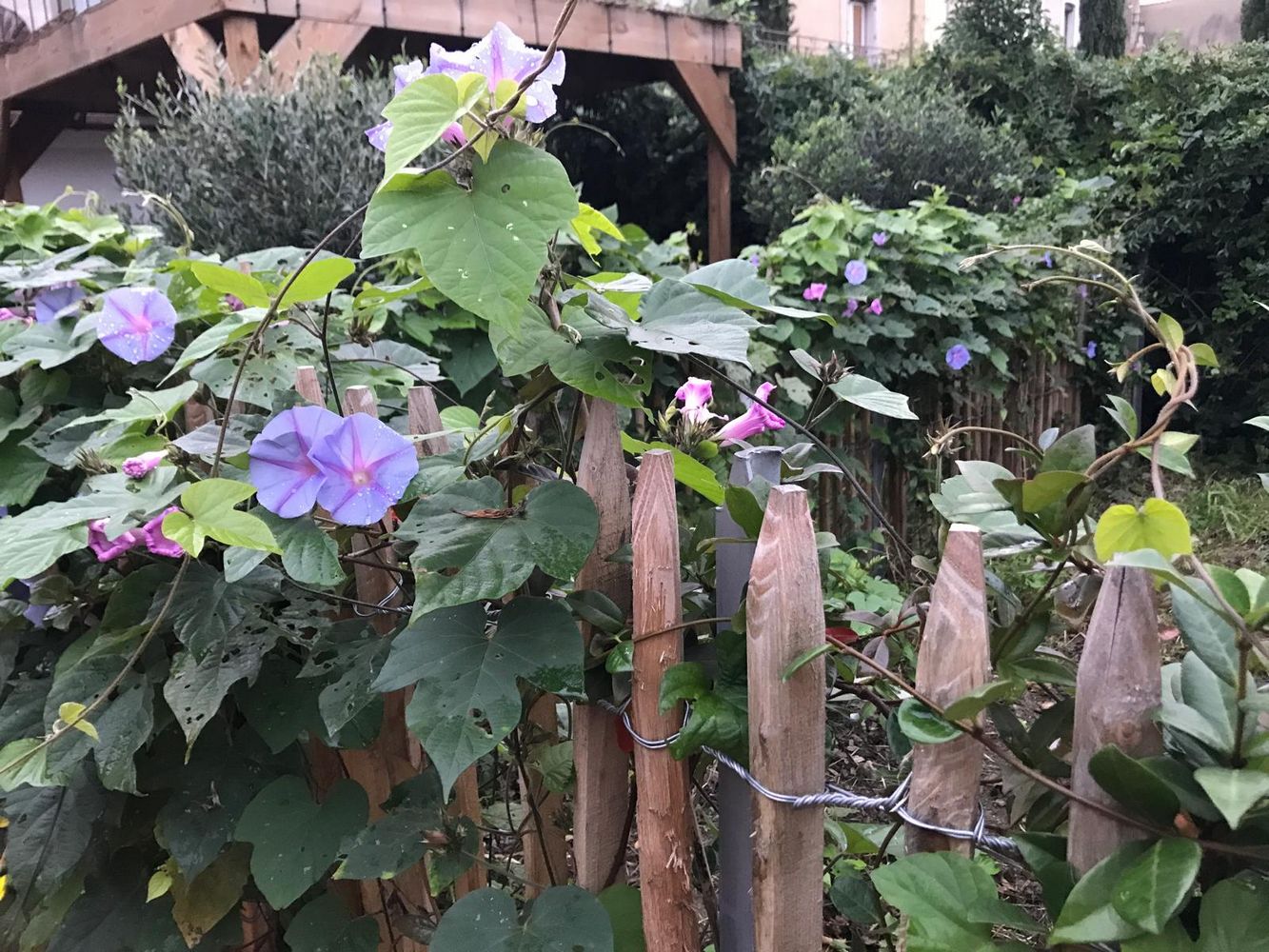 IMG_1016 – 1K JPEG