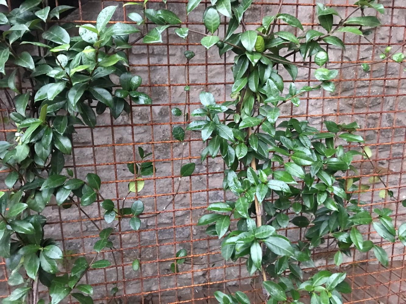 IMG_1017 – 1K JPEG