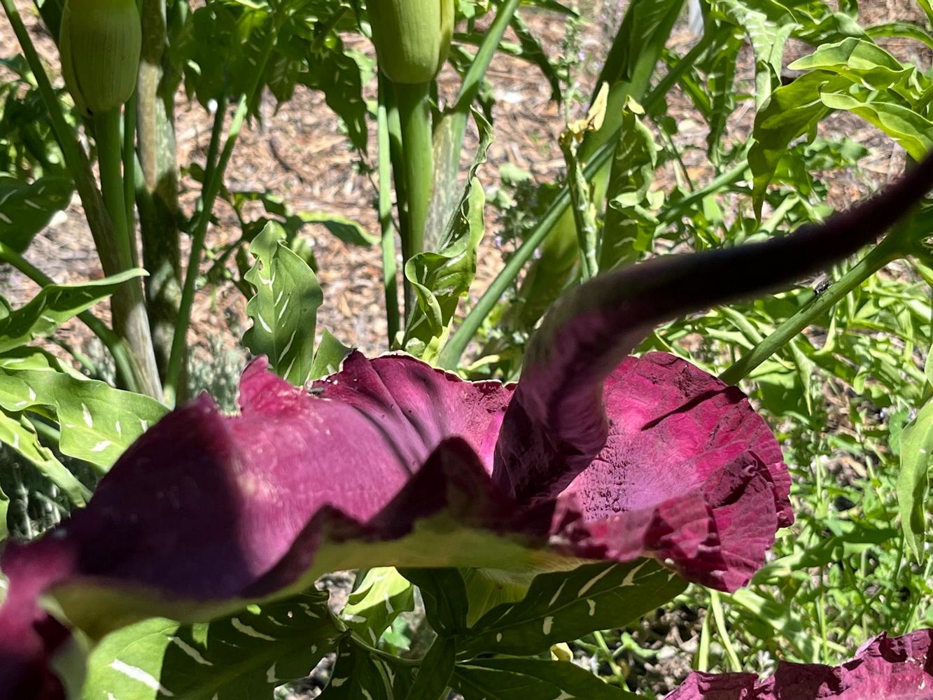 IMG_1080 – 1K JPEG