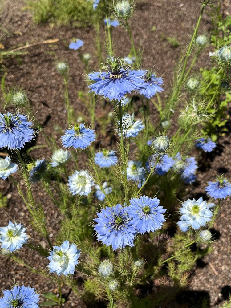 IMG_1082 – 1K JPEG