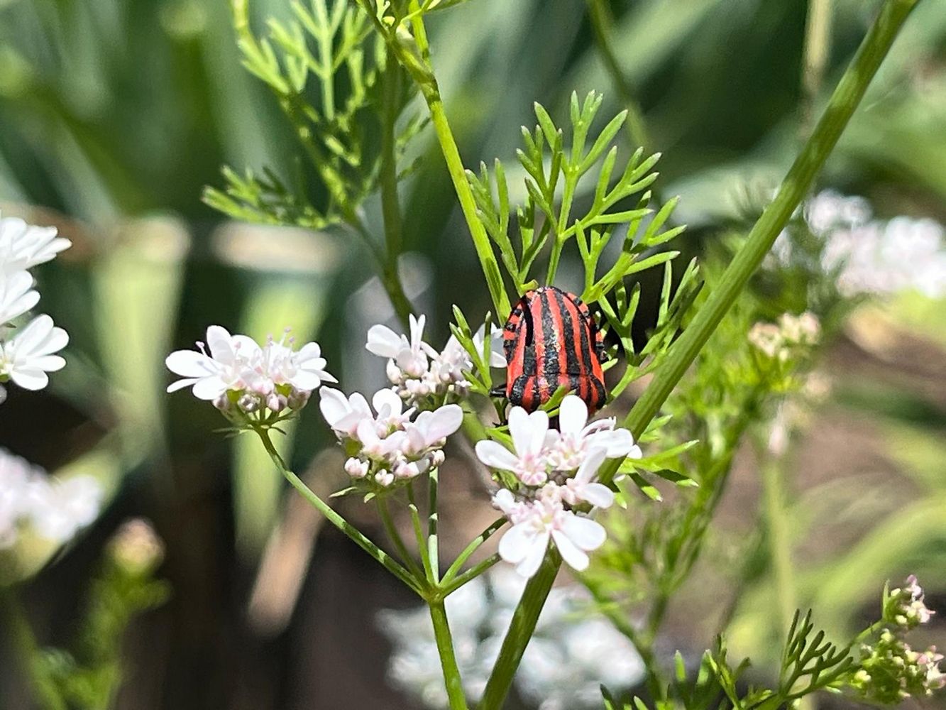 IMG_1084 – 1K JPEG