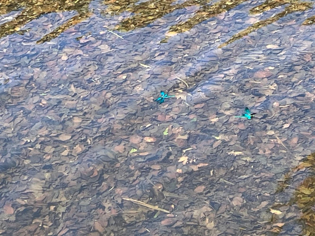 IMG_1120 – 1K JPEG