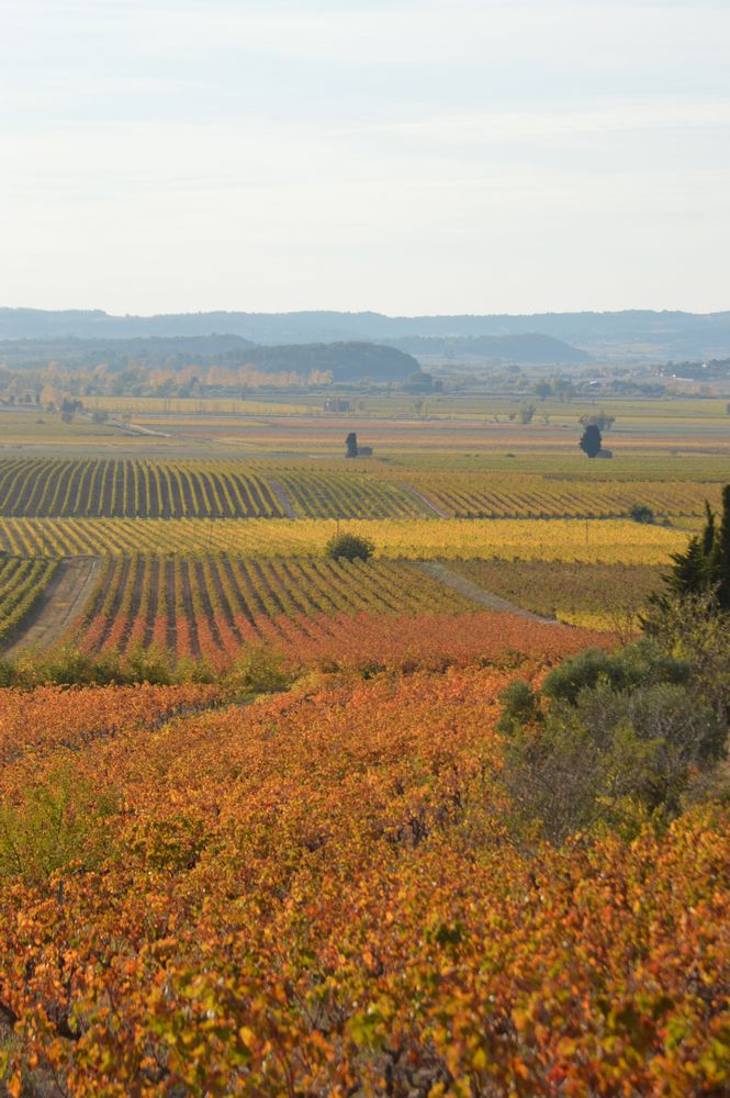 PLAINE VITICOLE – 1K JPEG