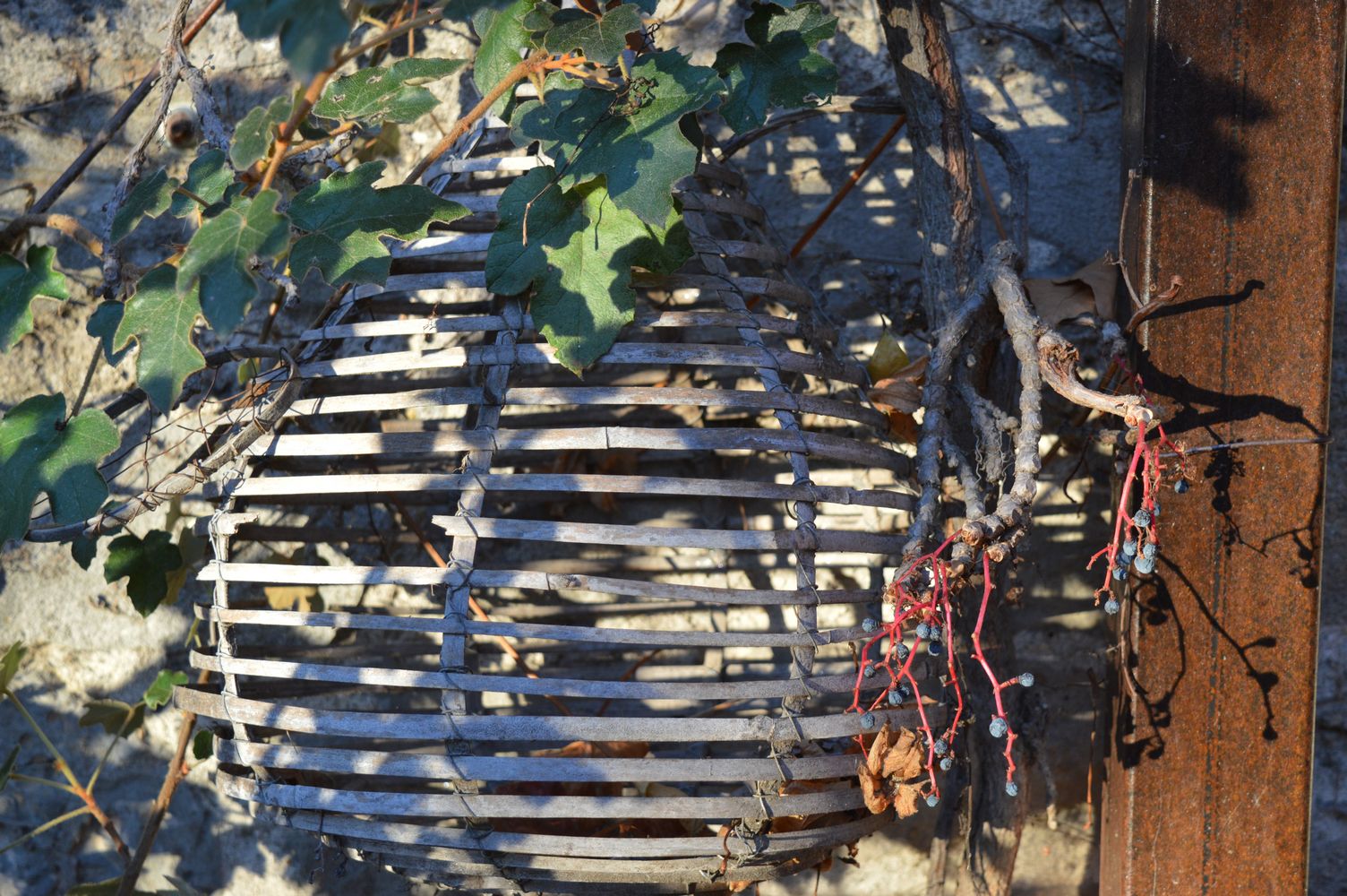 cage bois – 1K JPEG