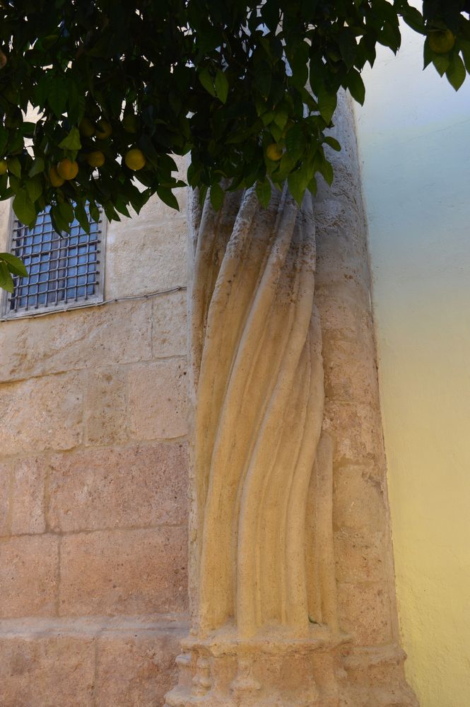 citronnier greffé – 1K JPEG