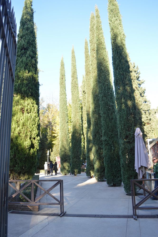 entrée cyprès – 1K JPEG