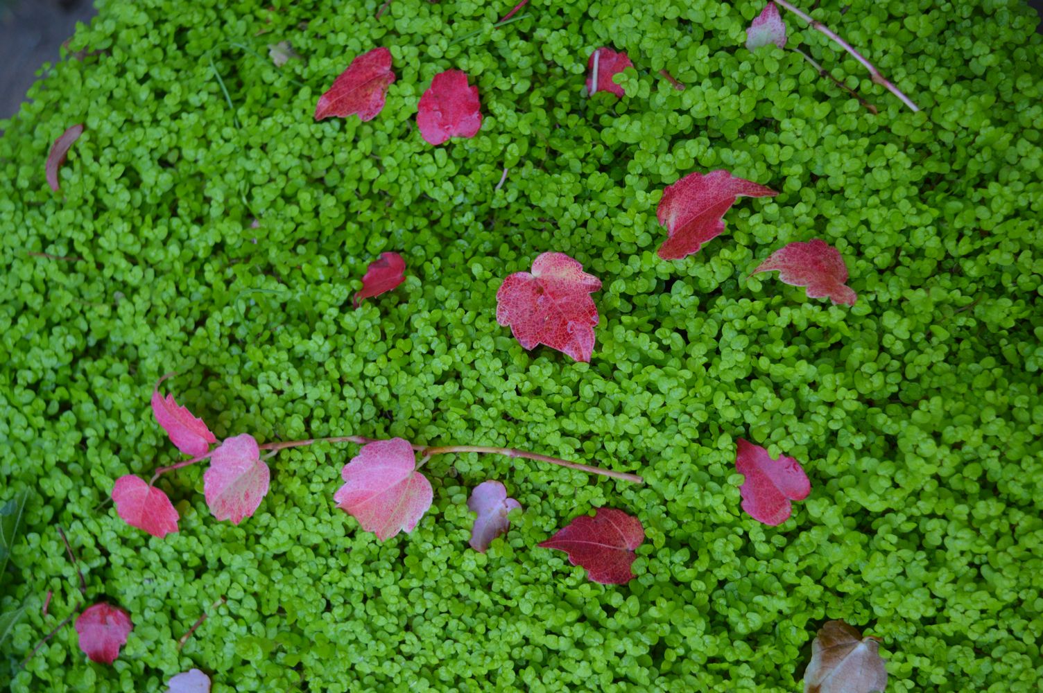 feuilles écarlates – 1K JPEG