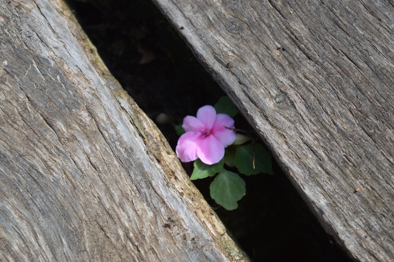 impatiens entre les planches – 1K JPEG