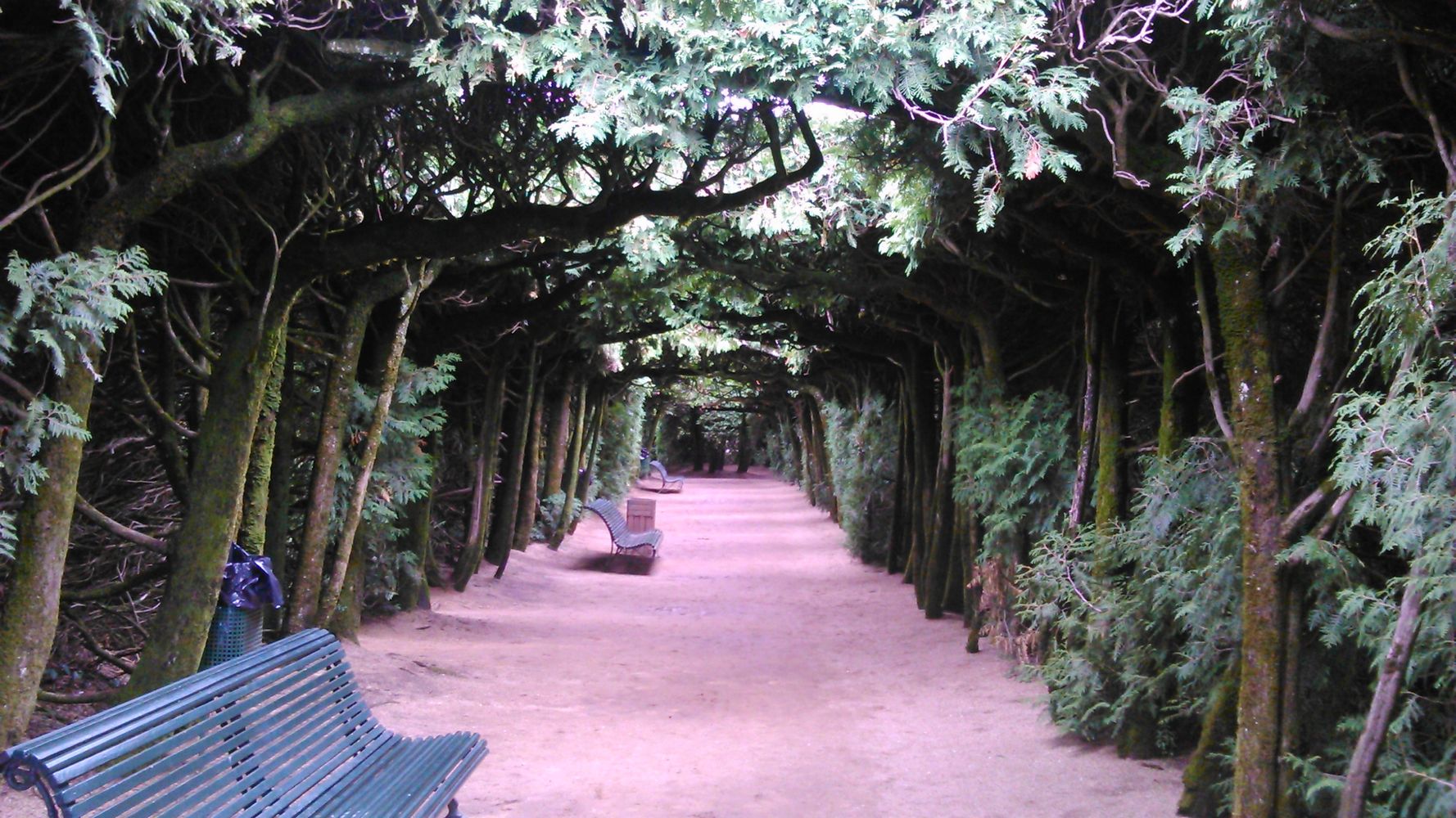 la forêt fantastique – 1K JPEG