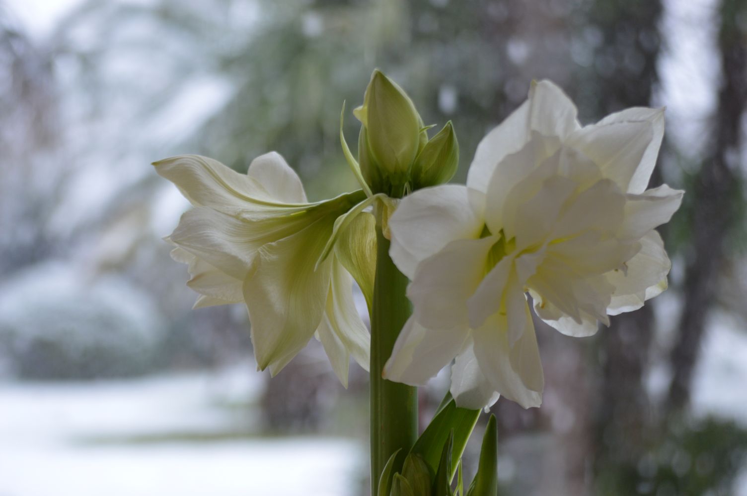 la pureté II – 1K JPEG