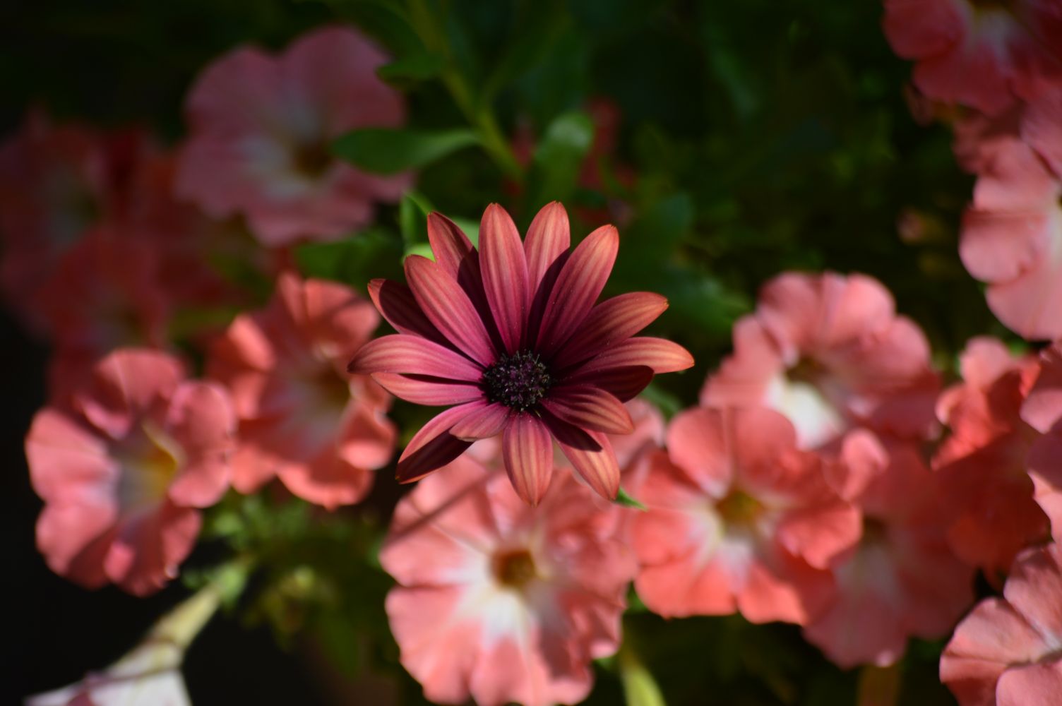 osteos + pet terracota – 1K JPEG