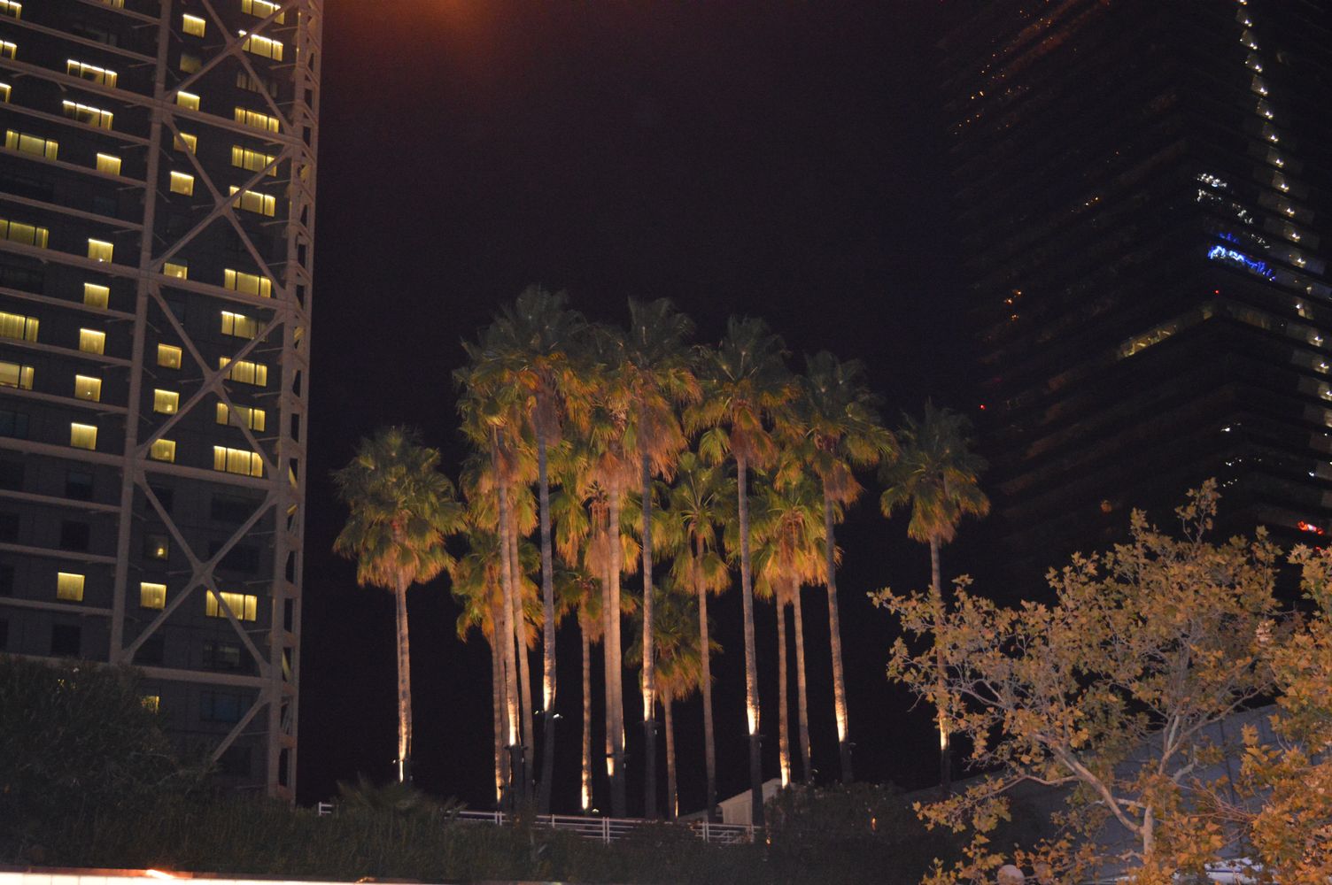 palmier barna – 1K JPEG