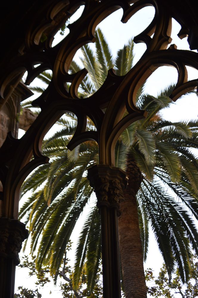 palmier cloitre – 1K JPEG