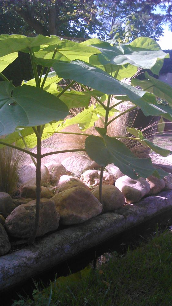 paulownia maison – 1K JPEG