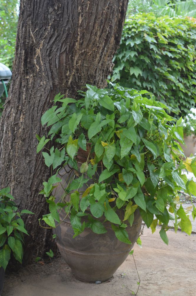 sagitaire et sa jarre – 1K JPEG